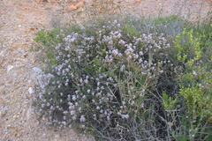 Ptilotus whitei
