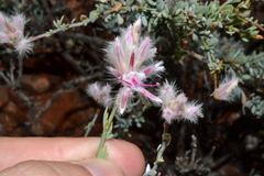 Ptilotus whitei