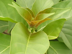 Hymenodictyon orixense