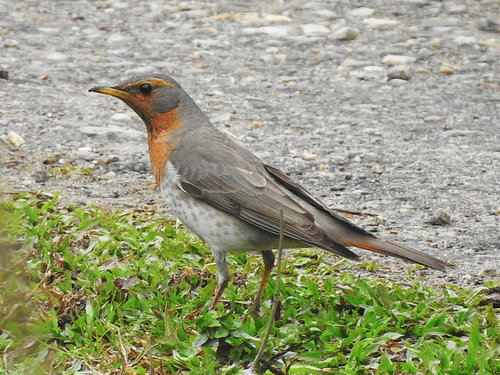 Red-throated Thrush