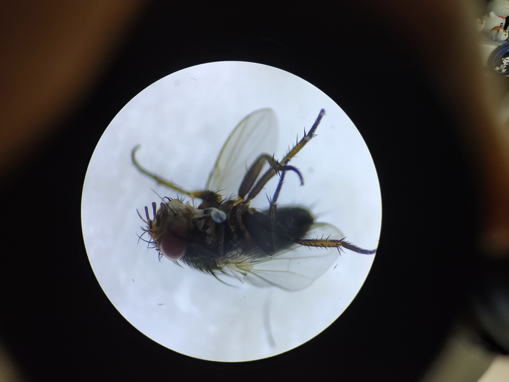 Peribaea trifurcata