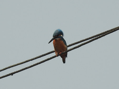 Common Kingfisher