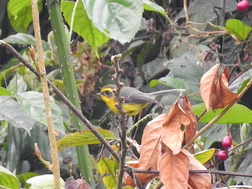 Yellow-bellied Fairy-Fantail