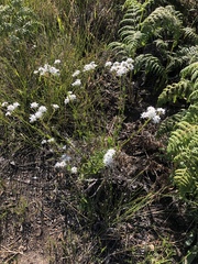 Pseudoselago gracilis