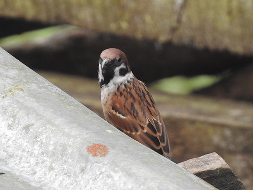 Eurasian Tree Sparrow