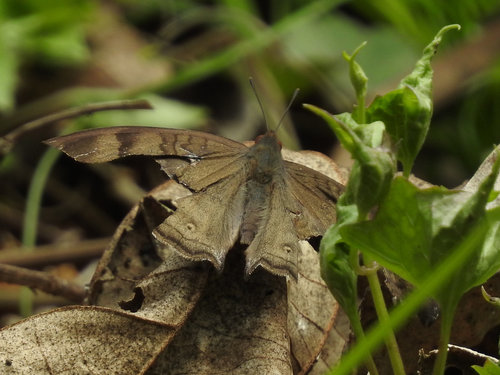 Chocolate Pansy