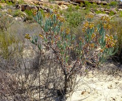 Phiambolia longifolia