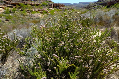 Serruria millefolia