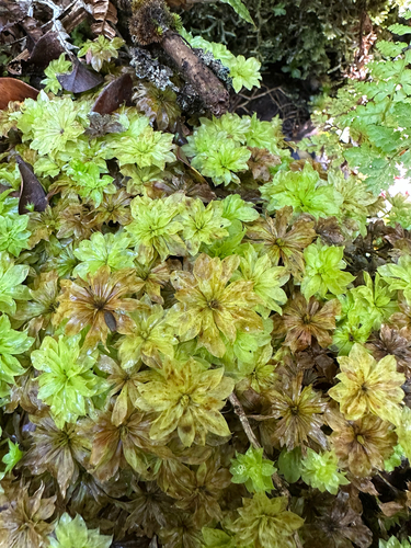 Rhodobryum giganteum observed 2025-09-24