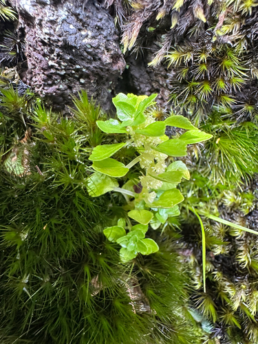 Pilea peploides observed 2025-09-24