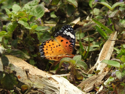 Tropical Fritillary