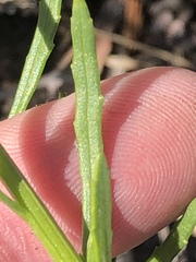 Pseudoselago gracilis