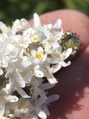 Pseudoselago gracilis