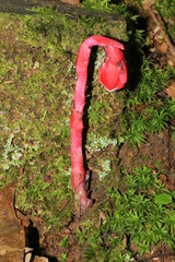 Monotropa coccinea