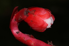 Monotropa coccinea