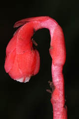 Monotropa coccinea