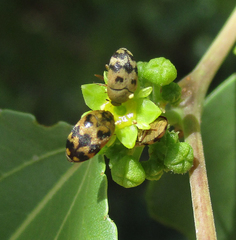 Attagenus grandjeani