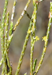 Struthiola leptantha