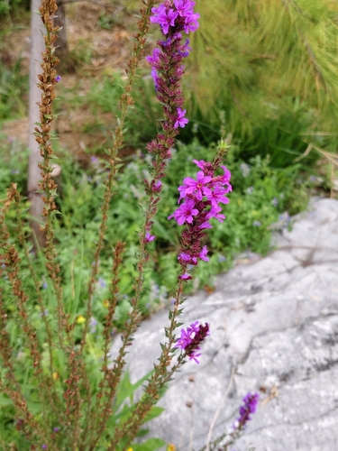 purple loosestrife