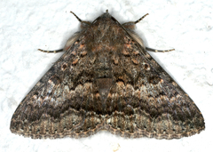 Eudesmeola lawsoni