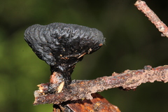 Pseudoplectania