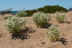 Ptilotus villosiflorus