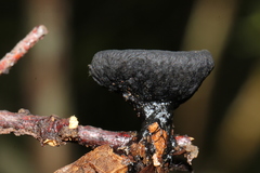 Pseudoplectania