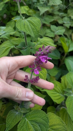 Amethyst Yunkasage (Salvia raymondii)