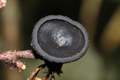 Pseudoplectania