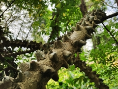 Mezoneuron cucullatum