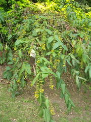 Leycesteria crocothyrsos