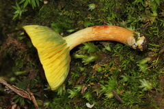 Phylloporus rimosus