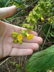 Leycesteria crocothyrsos