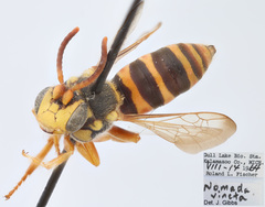 Nomada vincta