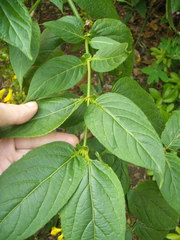 Leycesteria crocothyrsos