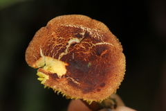 Phylloporus rimosus