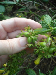 Leycesteria crocothyrsos