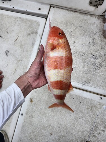 Orange goatfish (Mulloidichthys pfluegeri) — Mullidae — 3