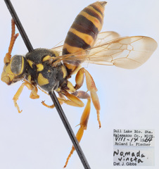 Nomada vincta