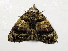 Chlumetia transversa