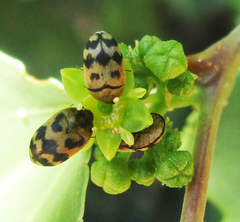 Attagenus grandjeani