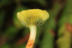 Phylloporus rimosus