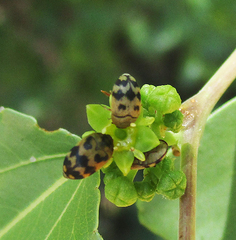 Attagenus grandjeani