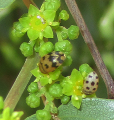 Attagenus grandjeani