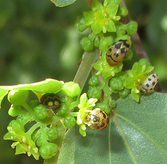 Attagenus grandjeani