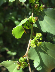 Attagenus grandjeani
