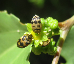 Attagenus grandjeani