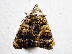 Chlumetia transversa
