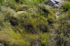 Restio gaudichaudianus