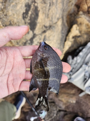 Plectroglyphidodon sindonis observed 2025-09-17